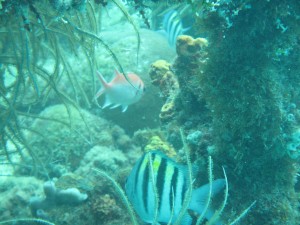 Snorkeling in the underwater marine park | BARBADOS