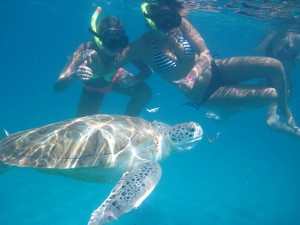Barbados Sea Turtles